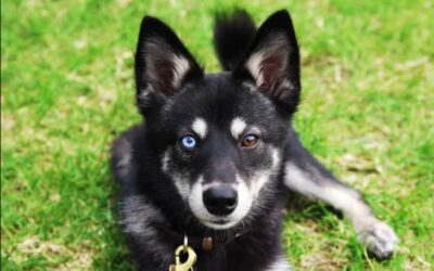 Games That Train Their Mind: Because Your Dog Deserves More Than Sit-Stay