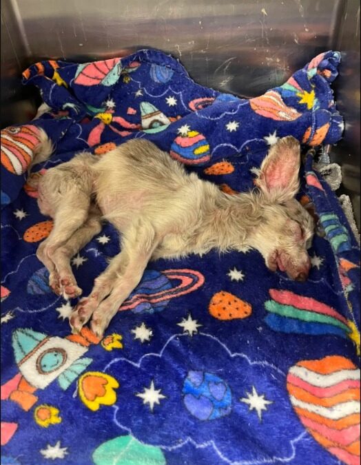 Unresponsive No More: How One Dog Found Her Voice Through Love