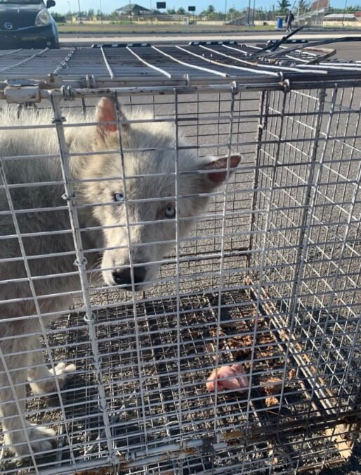 They Thought He Was a Monster—Turns Out He Needed Hands & Hope