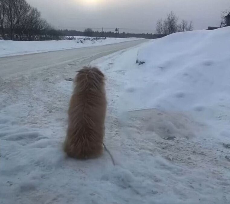 She Waited in the Snow for Days — Until One Stranger Stopped