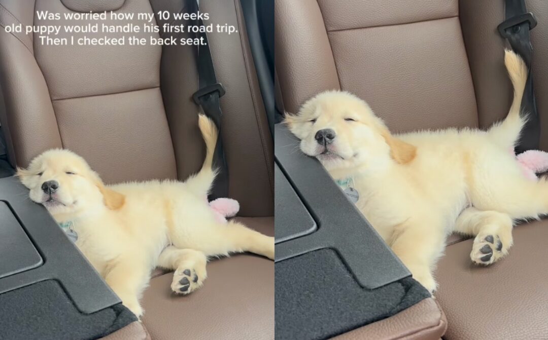 Golden Retriever Puppy’s First Road Trip—And He’s Already a Backseat Pro