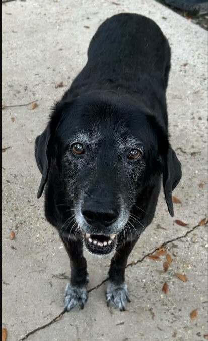 Grief With Paws: The Dog Who Honors His Lost Friend Daily
