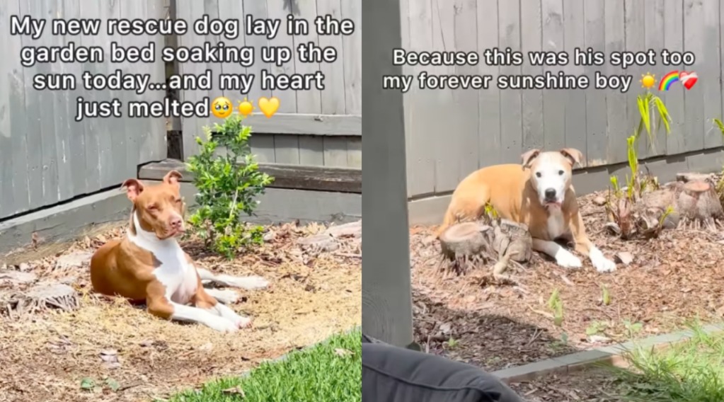 Why This Sunbathing Rescue Pup Melted Millions