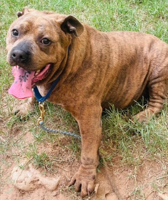 The Dog With the Saddest Eyes Loses 45 Pounds — Then His Life Changes Forever