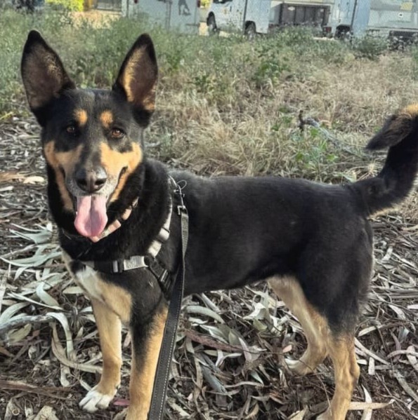 Starby the Shepherd: Quiet Companion Looking for Forever Home