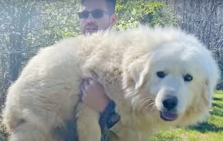 The Dog Who Chose Her Dad: Frightened Stray Melts in Rescuer’s Arms