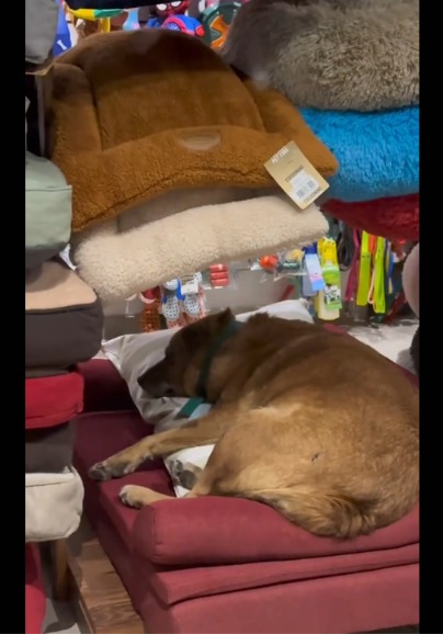A Stray Pup Crashes Store Closing — Finds the Coziest Spot Inside