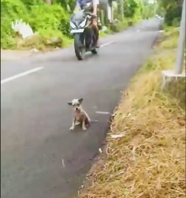 She Shivered by the Highway — Then Love Brought Her Back to Life