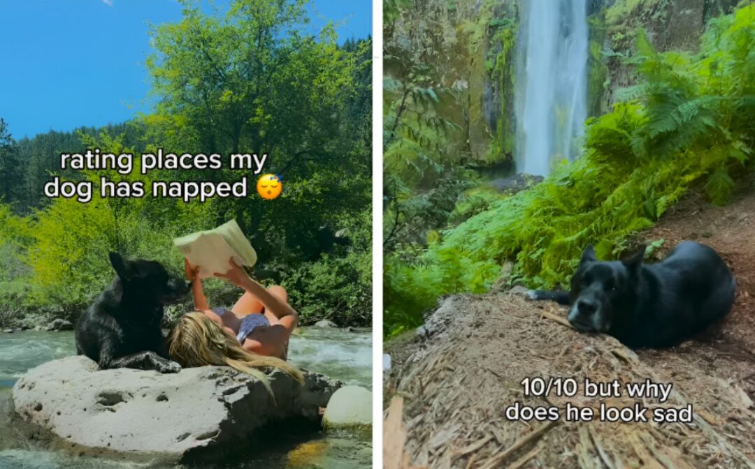 Sleep Spots Rated from ‘Why?’ to ‘Perfect’: Meet the Dog Who Masters Naps