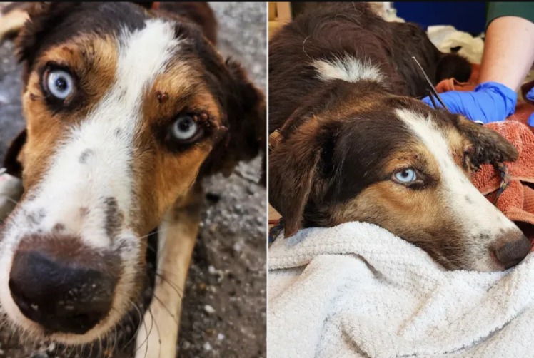 Thousands of Ticks, One Dog’s Second Chance at Life