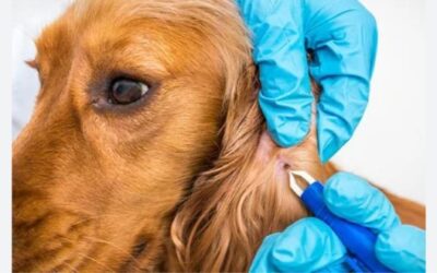 Don’t Let Fleas Win: The Complete Guide to Prevention & Cure