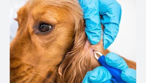 Don’t Let Fleas Win: The Complete Guide to Prevention & Cure