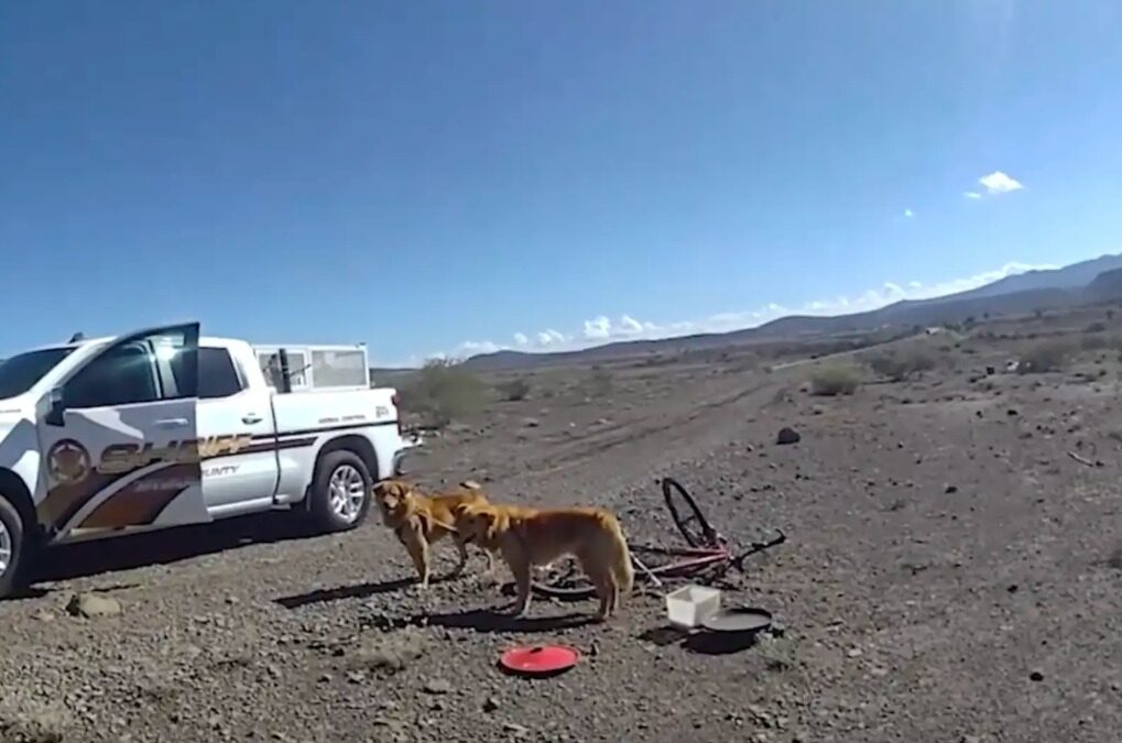 He Thought He Saw Rocks—Then Realized They Were Dogs Begging to Be Saved