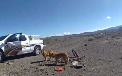 He Thought He Saw Rocks—Then Realized They Were Dogs Begging to Be Saved