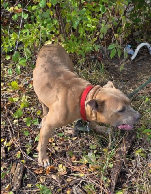 Tied, Terrified, and Forgotten — Until Someone Came to Save Him