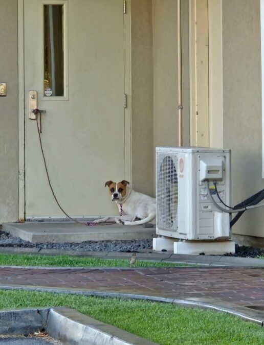 They Tied Her to the Door and Walked Away. She Waited Anyway