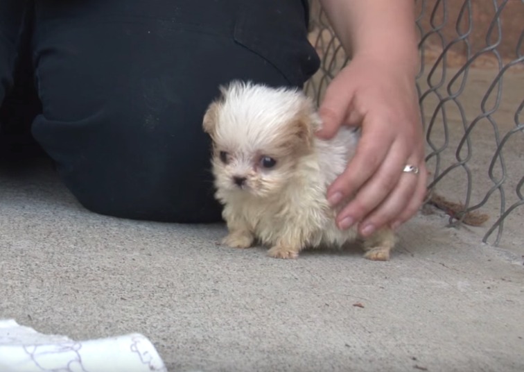 A Second Chance Friendship: How a Puppy Mill Survivor Found Hope with a Kitten