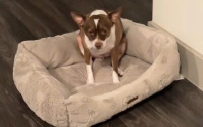 Twice Abandoned — This Rescue Dog’s Reaction to Moving Should Break Your Heart (and Fix It)