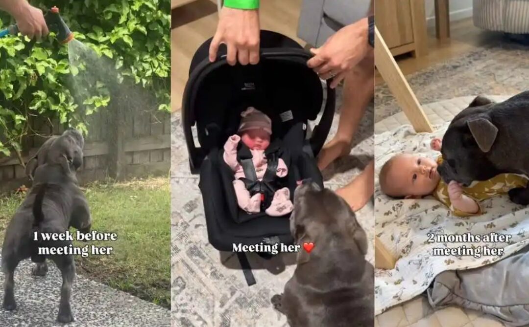 From Only Dog to Devoted Companion: Staffy’s Love for Baby Sis
