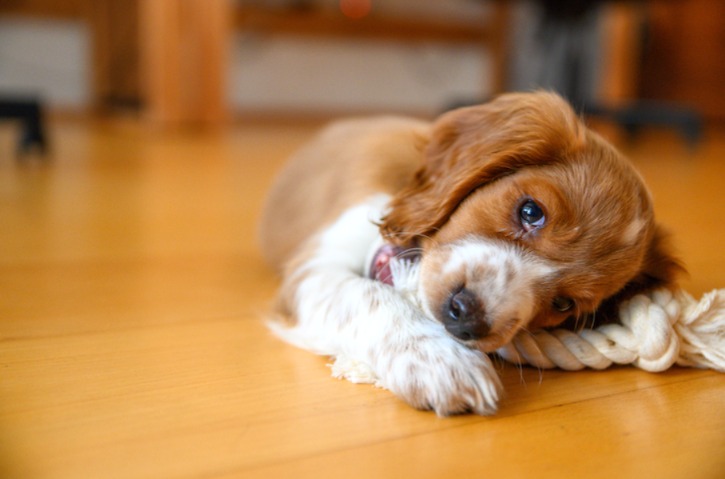 How to Turn Junk Into Genius: 5 DIY Toys That Make Dogs Smarter