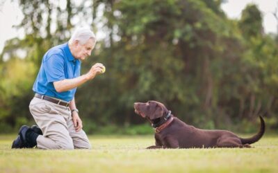 Turn Your Dog into a Trick Superstar—Advanced Moves You Can Teach This Weekend