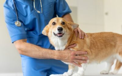 The One Training Trick That Makes Vet Visits & Grooming Stress-Free