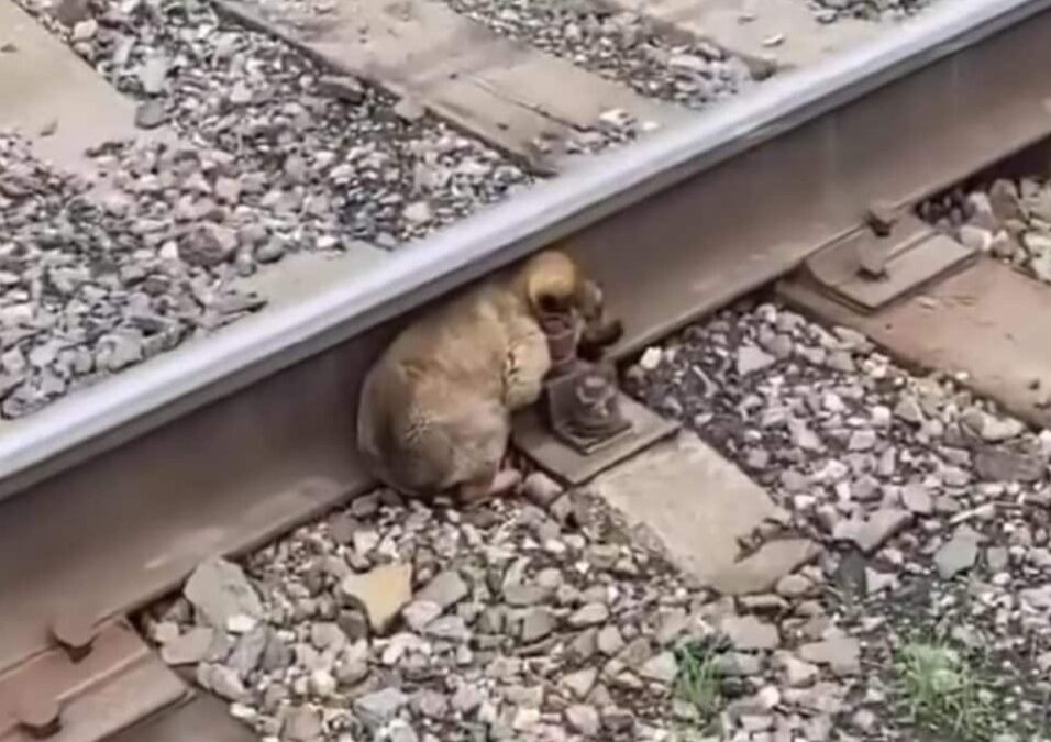 When They Spotted Something Small Under the Rails — A Rescue Began