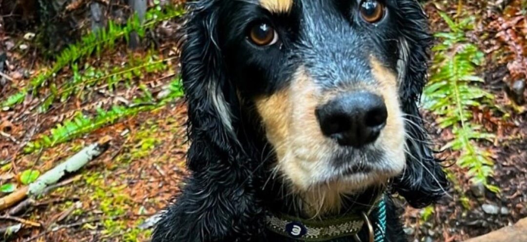 Before You Leash Up: What Every Dog Owner Should Know About State Park Trips