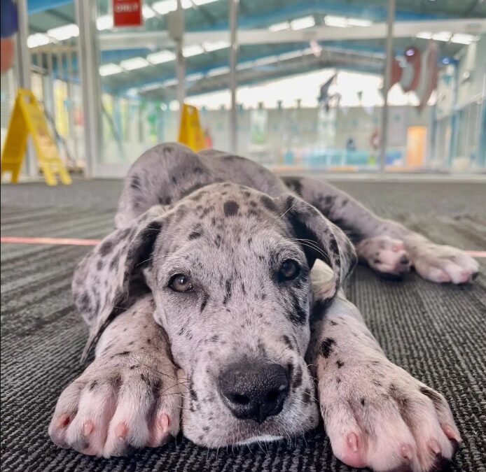 He Waited at the Window Every Time She Left—So She Made It Permanent