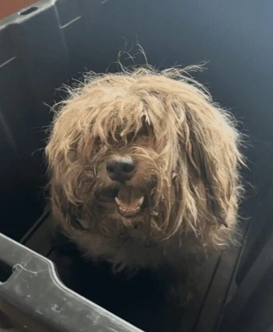 Beneath the Mats: The Dog Who Was Eating Alive—and Is Now Healing