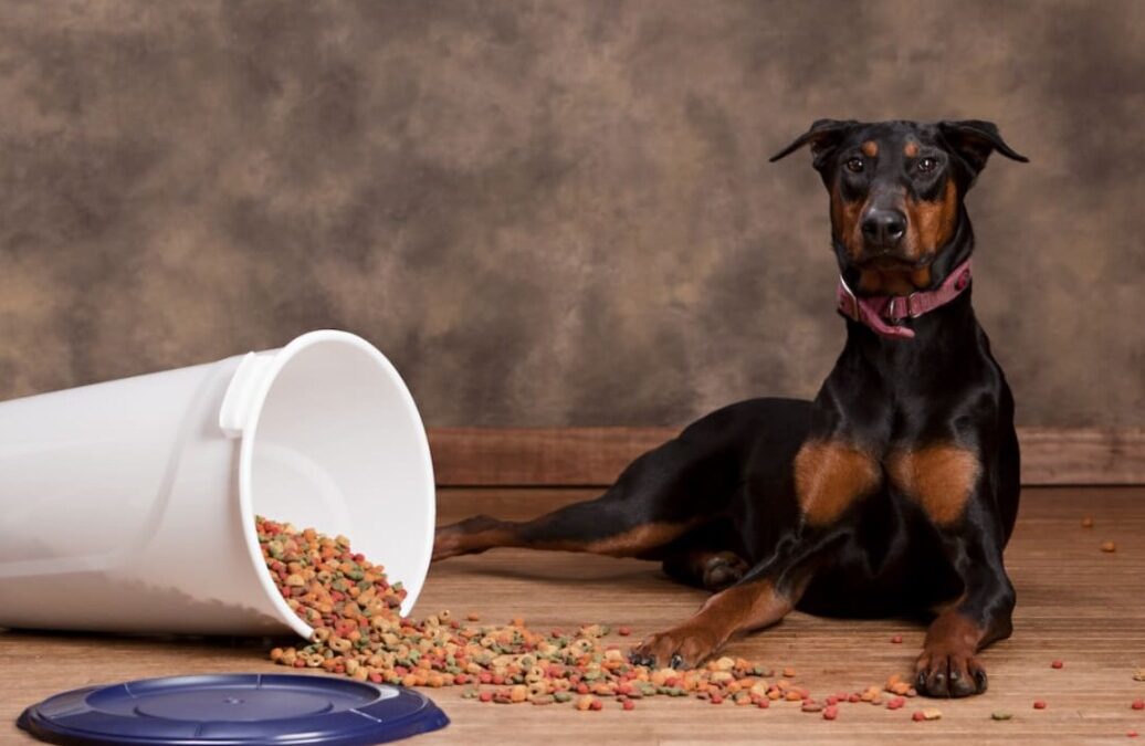 When Dinner Deserves a Review: Meet the Doberman Who Spoke Her Mind