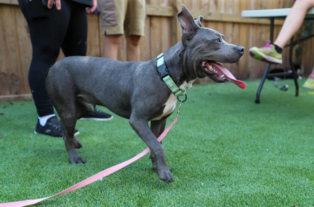 When “Last Day” Meets Rescue: How One Group Pulled 37 Dogs Back from the Brink