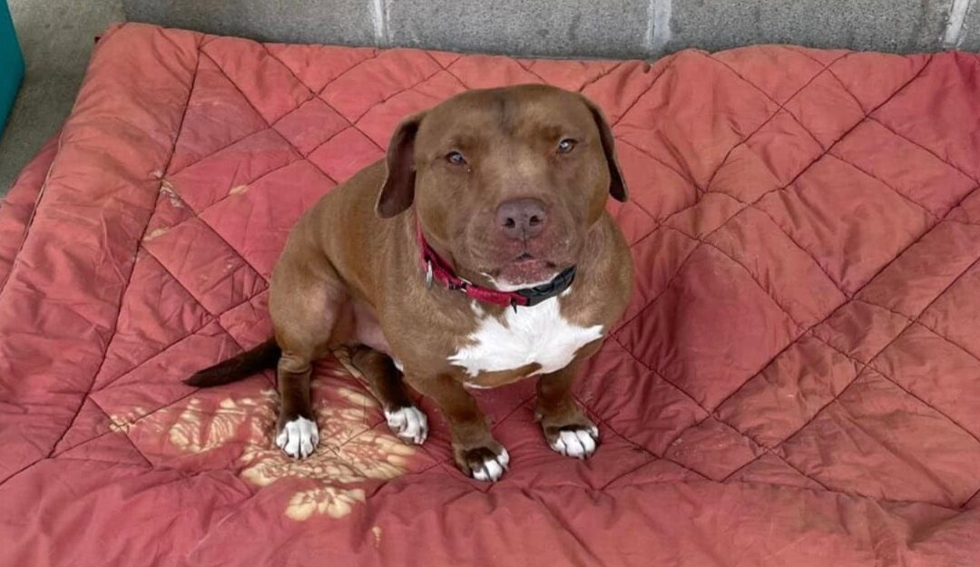 Hope took Years—but Billy Bob’s Forever Family Walked in Just in Time