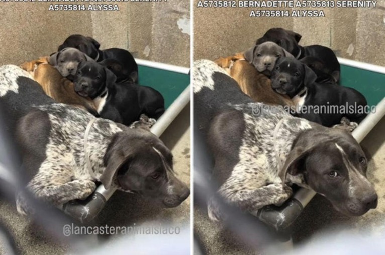 She Didn’t Have Puppies — But She Mothered a Whole Litter Anyway