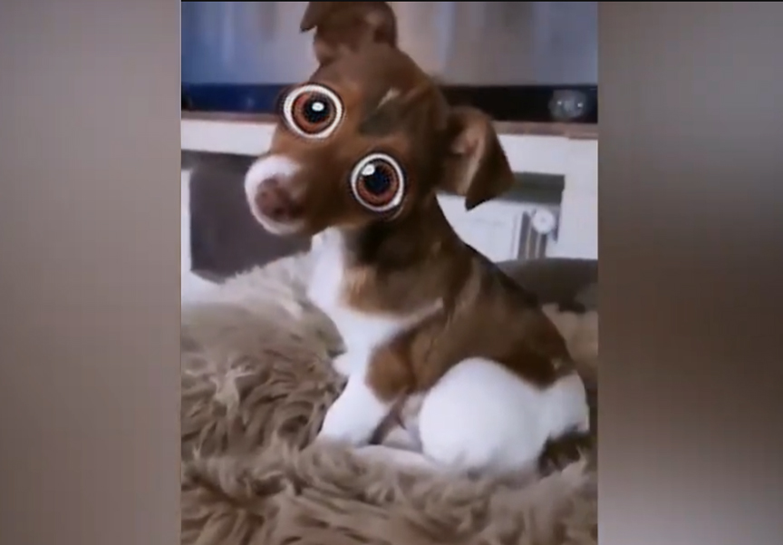 When Dogs Try… and Hilariously Fail! 😂🐾