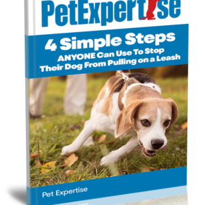 How to Train Your Dog Not To Pull