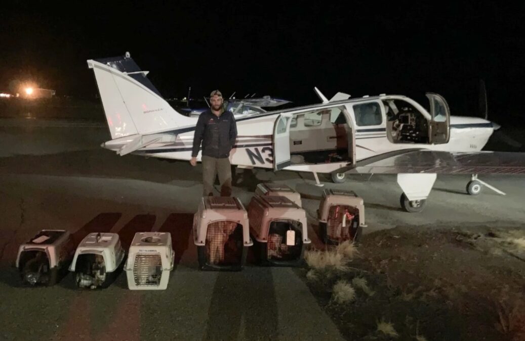 When Villages Were Evacuated, They Didn’t Forget the Dogs — Bethel’s Heroes Stepped In