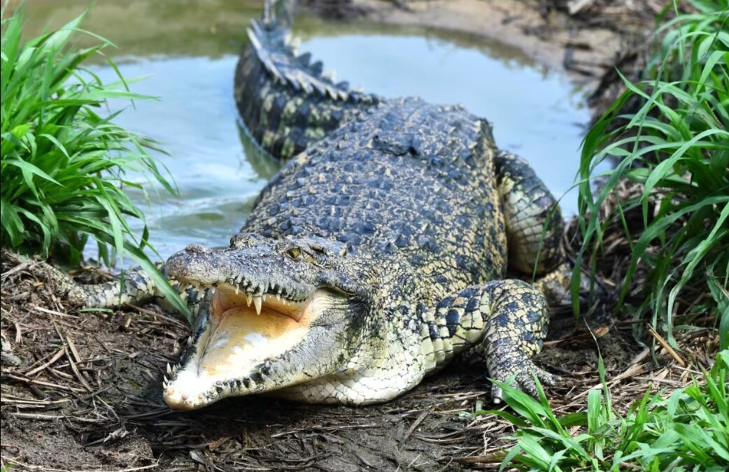 When Rescue Dogs Meet a Gator: Their Sad, Sweet Farewell