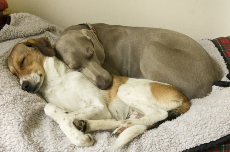 Senior Dog’s Gentle Morning Routine for His 17-Year-Old Sister Will Melt Your Heart