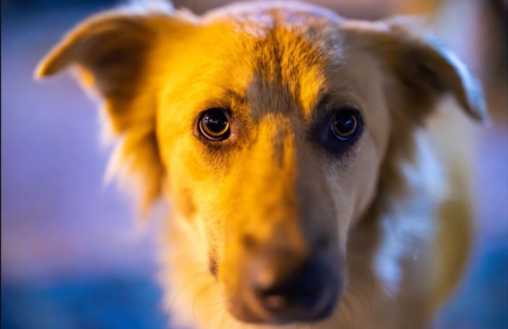 The Fearful Dog Who Wouldn’t Let Humans Close—Until One Did