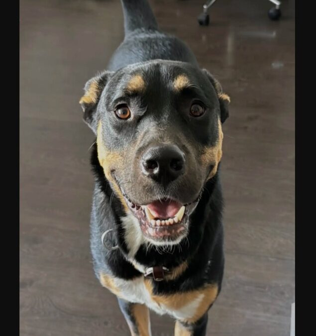 A Rescue Dog’s Daily Ritual: Copying His Parents’ Entire Bathroom Routine