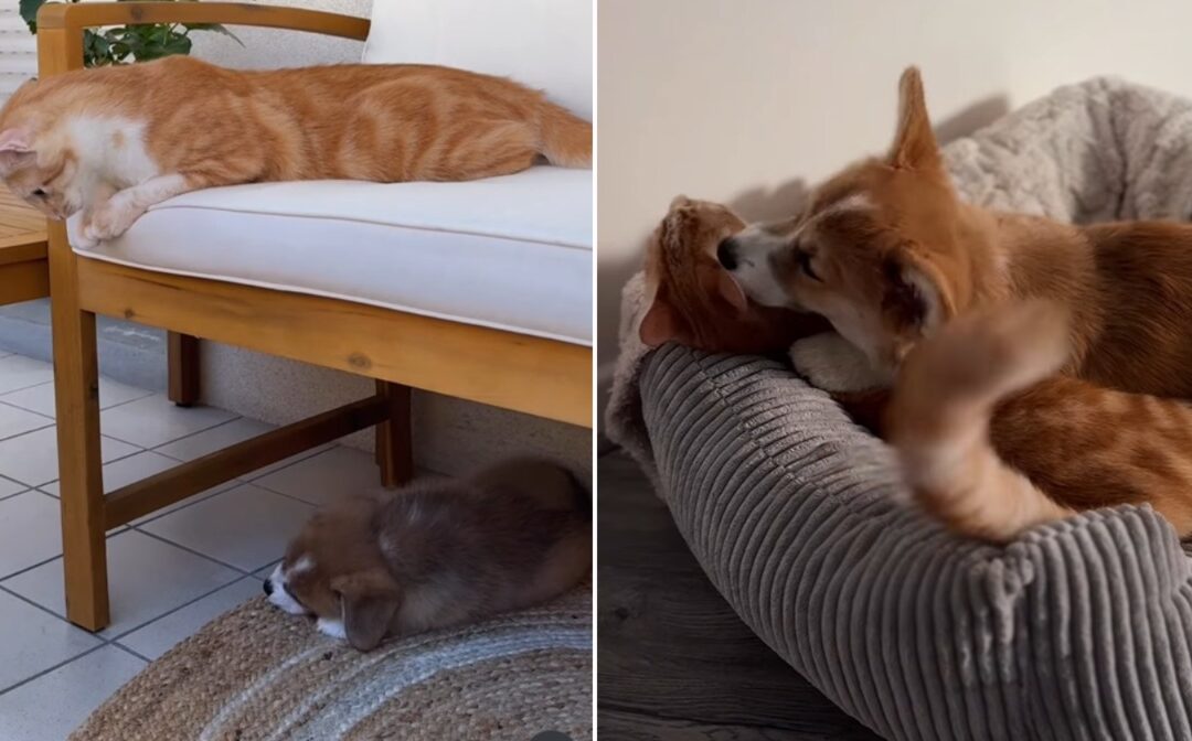 Wiggles and Whiskers: The Unlikely Friendship of a Corgi and a Cat