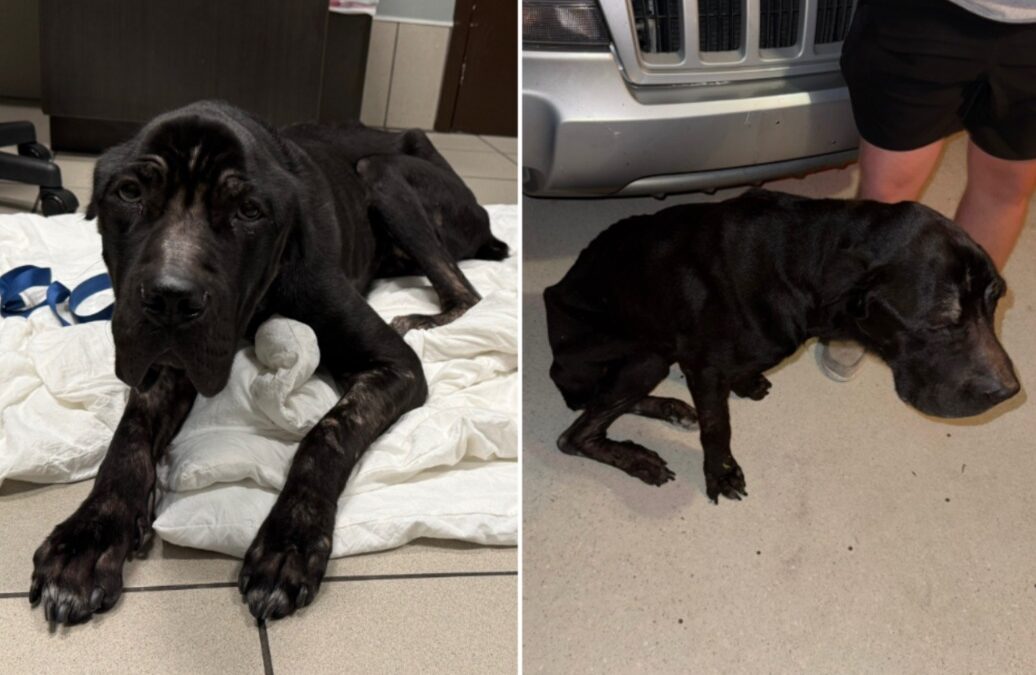 Left to Die, a Cane Corso Finds Hope at a Stranger’s Door