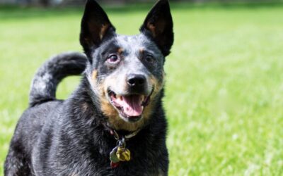 Why Dogs Bark Excessively — and What They Wish They Could Tell You