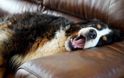 The Blanket Defender: One Puppy’s Adorable Stand Against Laundry Day