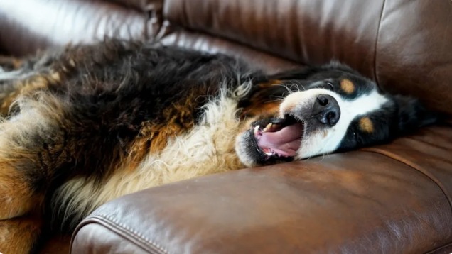 The Blanket Defender: One Puppy’s Adorable Stand Against Laundry Day