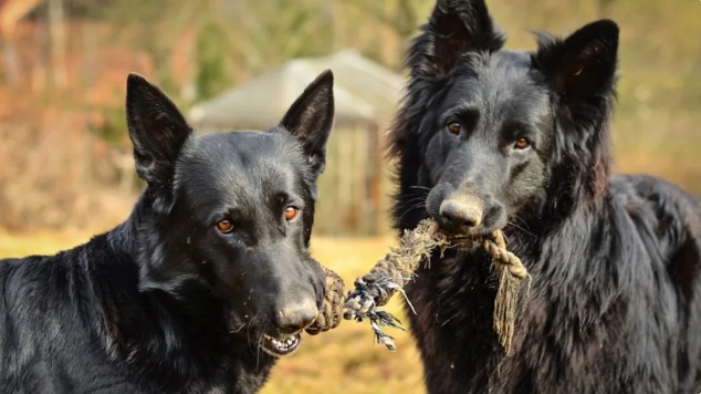 Unlikely Best Friends: A Poodle and a Tiny Schnauzer’s Big-Hearted Bond