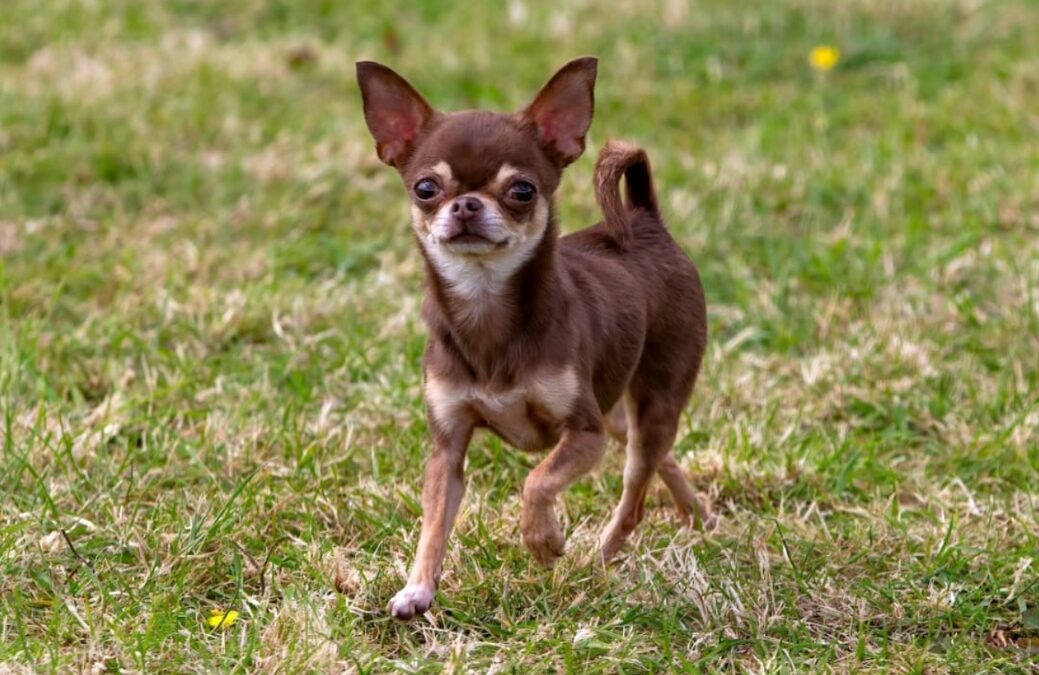 Nap Time Soundtrack: One Chihuahua’s Viral Howl