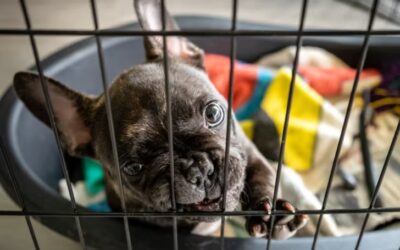 Boundary Training: How to Teach Your Dog to Stay Where You Want — Forever