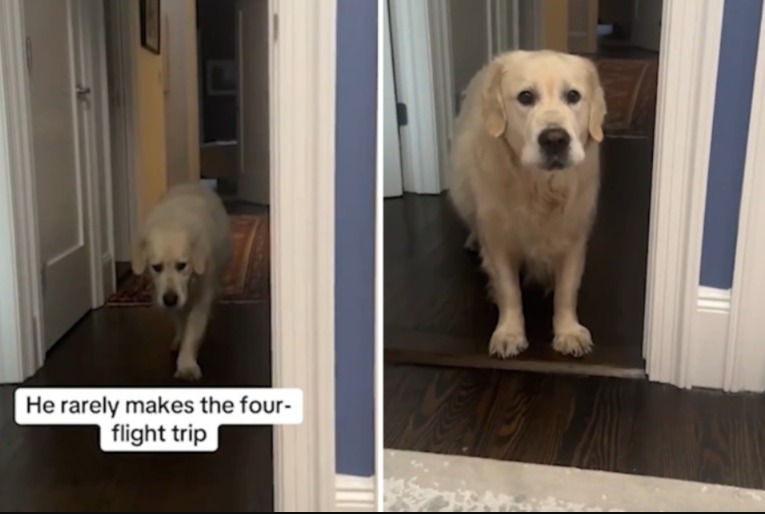 Why My Golden Retriever Climbs Four Flights of Stairs — and It’s Hilarious